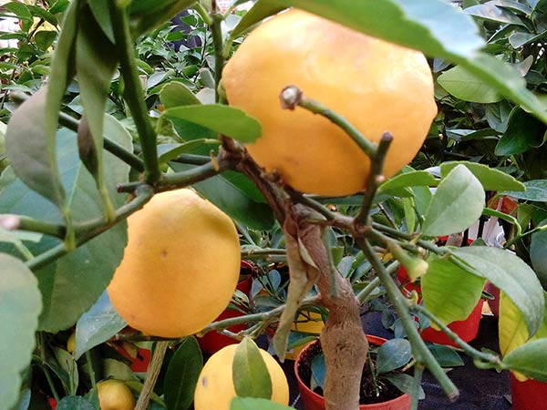 Лимон: посадка и уход в открытом грунте