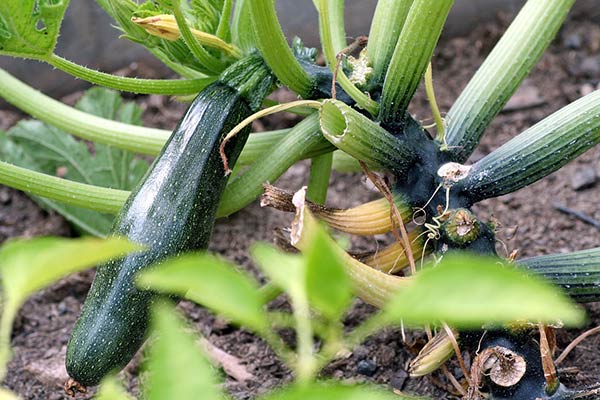 Как выращивать кабачки в открытом грунте