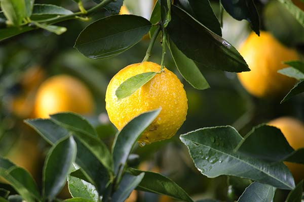 Выращивание лимона в домашних условиях из косточки