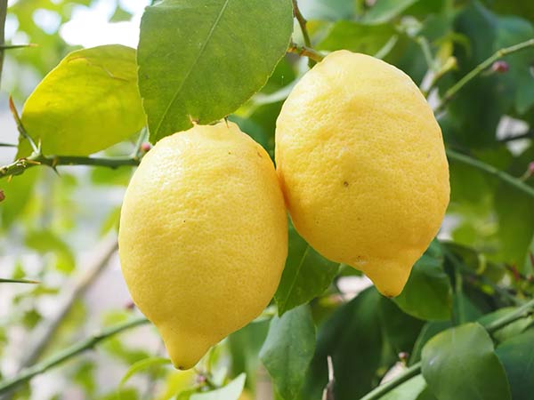 Выращивание лимона в домашних условиях из косточки