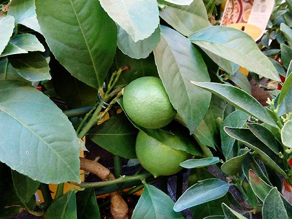 Лимон: посадка и уход в открытом грунте
