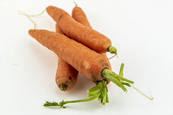 Почему гниет морковь в погребе