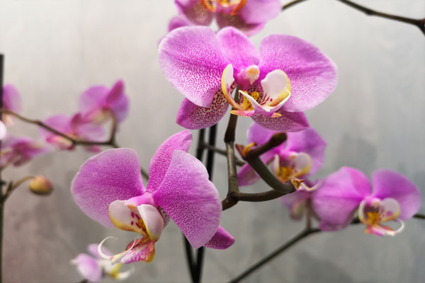орхидея - фаленопсис